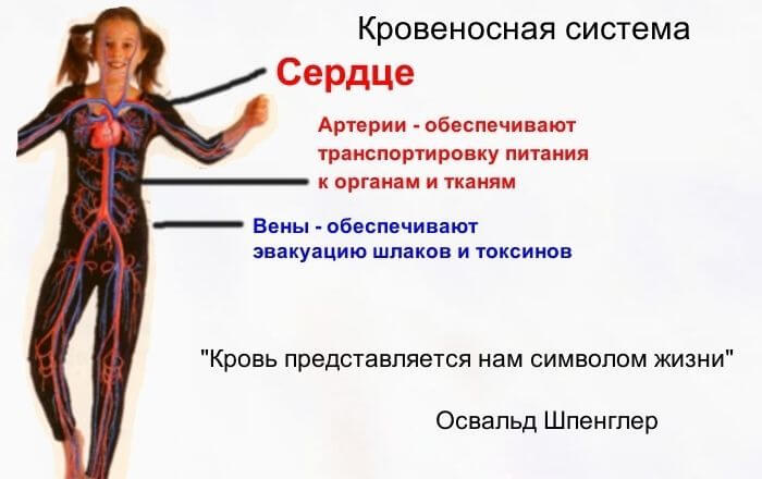 как улучшить кровоток