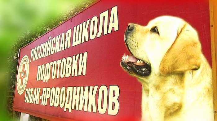 Школа собак - поводырей