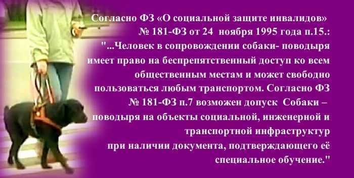 О собаках - поводырях