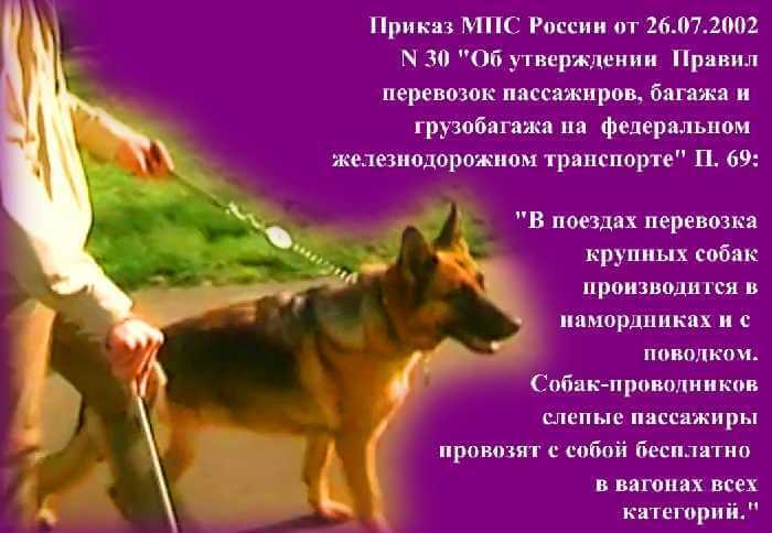 Законодательство о перевозке собак поводырей для слепых