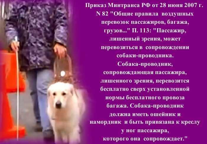 собака поводырь для слепых